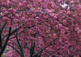 Cherry Tree Blossoms