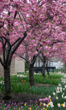 Cherry Tree Blossoms