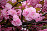 Cherry Tree Blossoms
