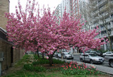 Cherry Tree Blossoms