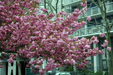 Cherry Tree Blossoms