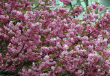 Cherry Tree Blossoms