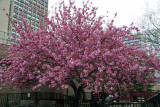 Cherry Tree Blossoms