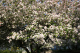 Crab Apple Tree Blossoms