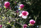 Magnolia Blossoms