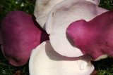 Magnolia Blossoms
