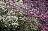 Cercis & Crab Apple Tree Blossoms