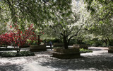 Crab Apple Tree Blossoms on a Garden Path