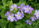 Geranium Flowers - Westside of the Lakeshore