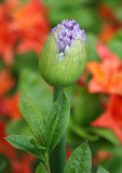 Allium Flower Bud - NYU Admissions Center Garden