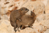 Procavia capensis syriaca 6925.