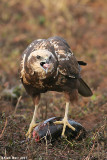 Circus,Harrier 8413 זרון סוף