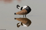 a chick of Spur-winged Lapwing 1970