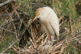 _egret_cattel_with_nestling3813.jpg