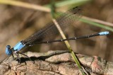 Blue-fronted Dancer Argia apicalis