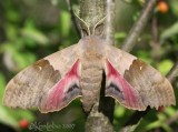 Big Poplar Sphinx Pachysphinx modesta #7828