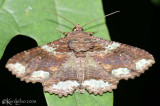 Lunate Zale Moth Zale lunata #8689