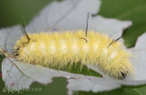 American Dagger Moth