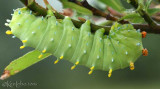 Cecropia