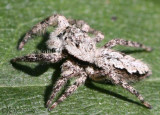 Flat Jumper - Platycryptus undatus