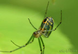 Orchard Spider - Leucauge venusta