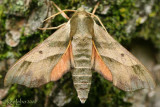 Hog Sphinx Moth Darapsa myron #7885