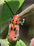 Red Milkweed Beetle