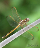 Needham's Skimmer Libellula needhami female