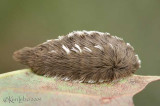 Puss Caterpillar Megalopyge opercularis