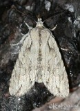 Dashed Gray Pinion Moth Lithophane disposita #9892