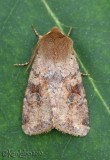 Ruby Quaker Orthosia rubescens #10487
