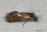 Chinquapin Leaf-miner Moth Dyseriocrania griseocapitella #0003
