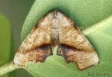 Plagodis fervidaria #6843