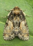 Cloaked Marvel Chytonix palliatricula #9556