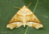 Hollow-spotted Plagodis Plagodis alcoolaria #6844