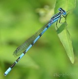 Big Bluet Enallagma durum