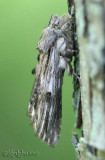 White-streaked Prominent Oligocentria lignicolor #8017