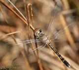 Blue Dasher Pachydiplax longipennis female