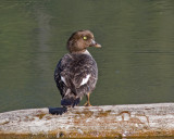 Goldeneye
