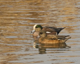 American Widgeon 1-21-09 farmington and fish springs 049
