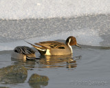 Pintails