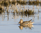 Northern Shoveler hen