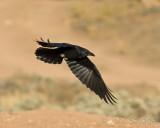 Raven