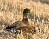 Mallard pair