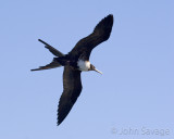 Magnificent Frigatebird. Female