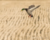 Ducks in the stubble 11-2-09 2 120 copy.jpg