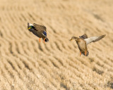 Ducks in the stubble 11-2-09 3 001 copy.jpg