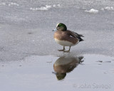 American Widgeon