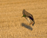 Mallard