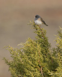 Dark-eyed Junco
